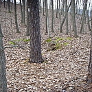 Foxholes On Piney Mountain, PA, 12/30/11