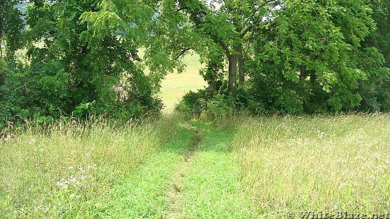 A.T. Near Valley Road, PA Rte. 850, PA, June 2015