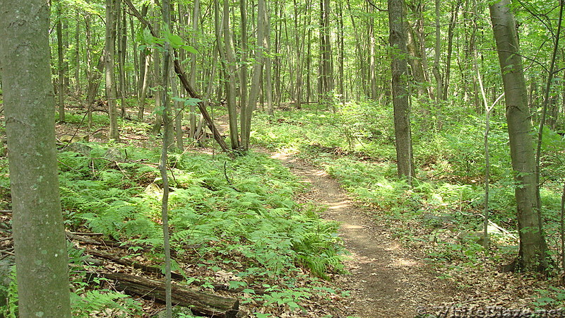 A.T. on Little Mountain, PA, June 2015