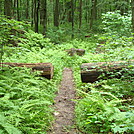 A.T. Between Blue Mountain and Little Mountain, PA, June 2015