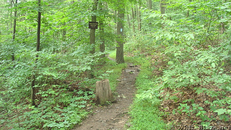Side Trail to Darlington Shelter on Blue Mountain, PA, June 2015