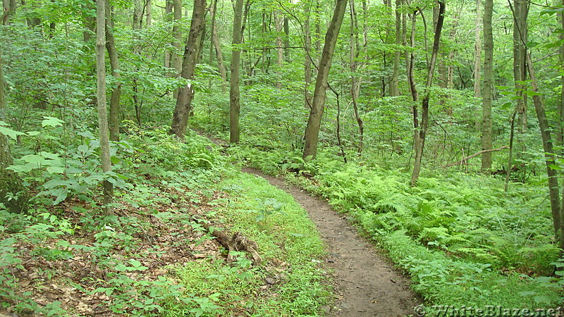 Trail Junction on Blue Mountain, PA, June 2015