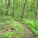 Trail Junction on Blue Mountain, PA, June 2015