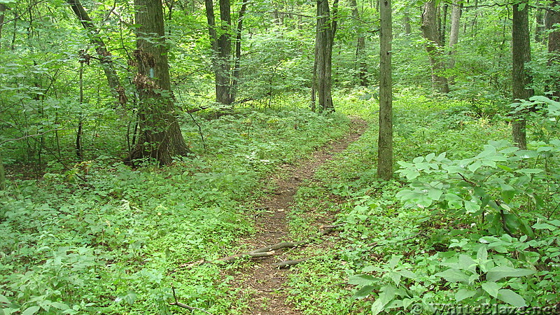 Trail Junction on Blue Mountain, PA, June 2015