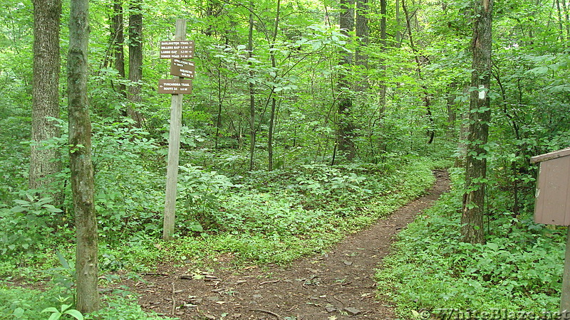 Trail Junction on Blue Mountain, PA, June 2015