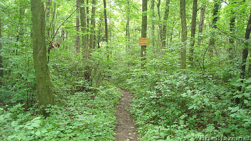 Trail Junction on Blue Mountain, PA, June 2015