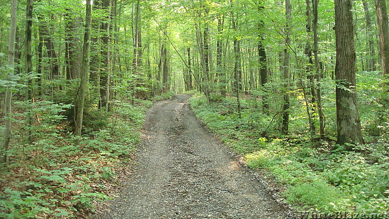 A.T. On Little Mountain, PA, June 2015