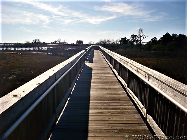 Assateague Island National Seashore: Life of the Marsh Trail