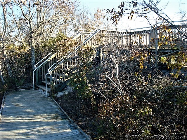 Assateague Island National Seashore: Life of the Marsh Trail