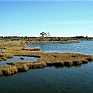 Assateague Island National Seashore: Life of the Marsh Trail