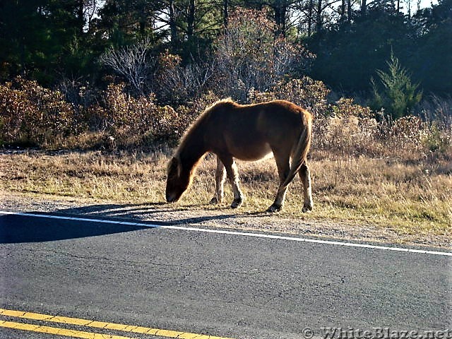 Assateague Island National Seashore: Life of the Marsh Trail