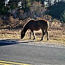 Assateague Island National Seashore: Life of the Marsh Trail