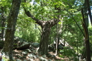 Unusual Looking Tree On Rocky Mountain, P A, 07/03/10