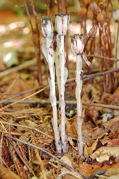 Indian pipe, Monotropa uniflora