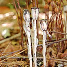 Indian pipe, Monotropa uniflora