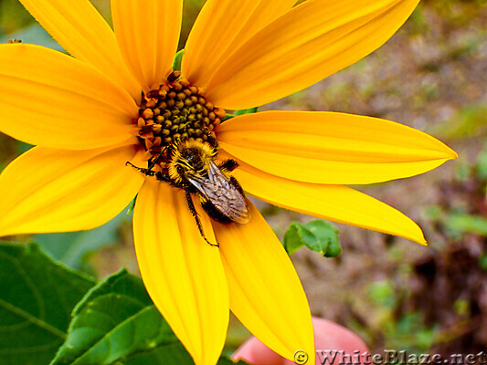 Flower and bee.