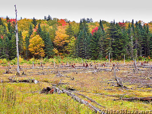 Beaver Pond