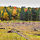 Beaver Pond