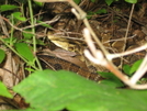 Timber Rattlesnakes