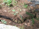 Timber Rattlesnakes