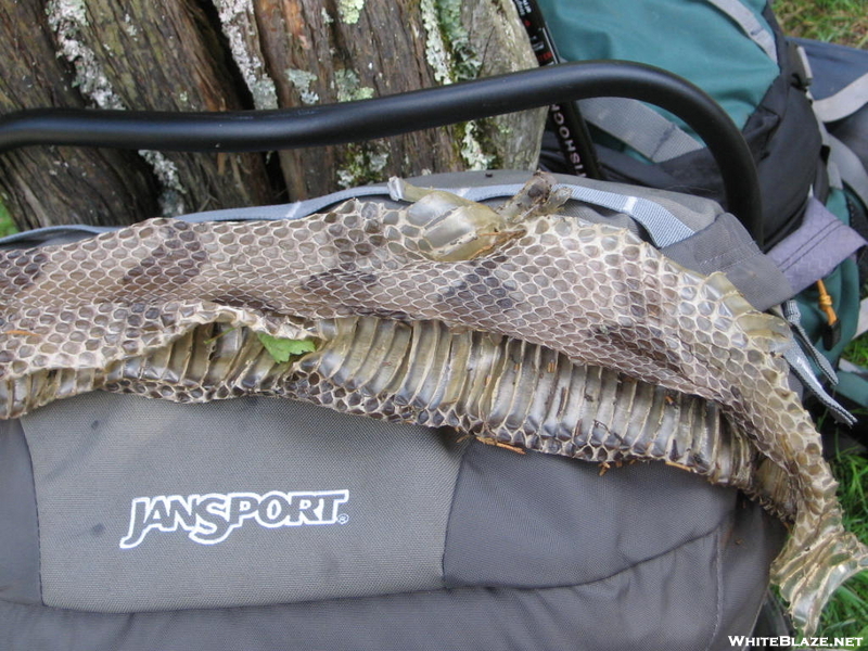 Timber Rattlesnakes