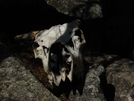 Moose Head At Mahoosuc Notch