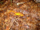 A Newt! by JJJ in Trail & Blazes in North Carolina & Tennessee