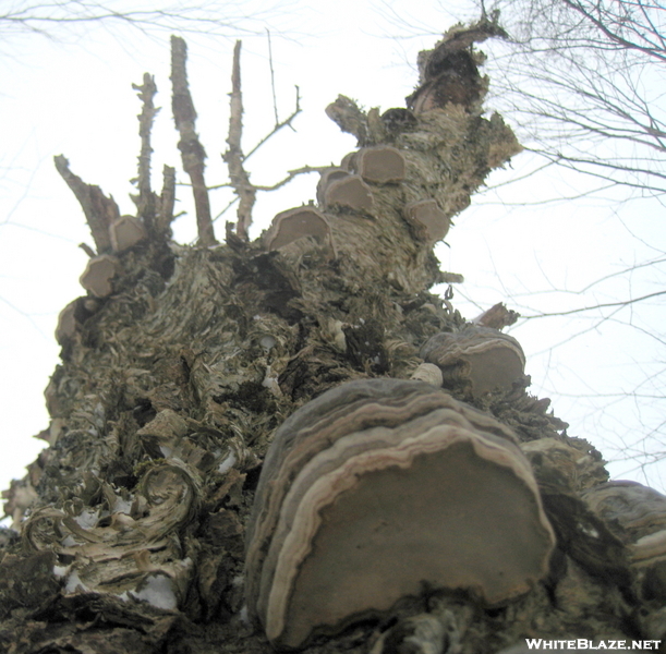 Tree Funghi