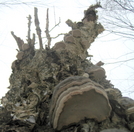 Tree Funghi by JJJ in Trail & Blazes in Virginia & West Virginia