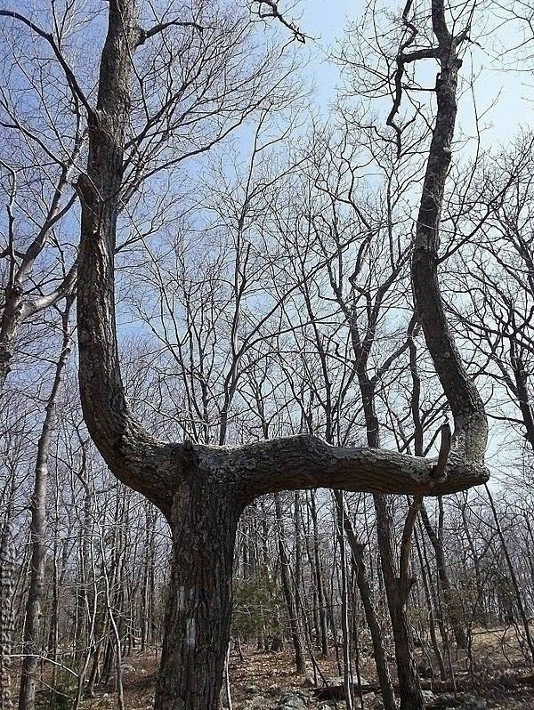 Football Goalpost-like Tree on the AT in New Jersey