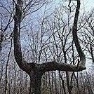 Football Goalpost-like Tree on the AT in New Jersey by ga2me9603 in Trail & Blazes in New Jersey & New York