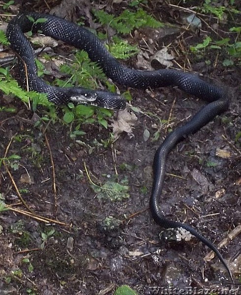 Black Snake on the AT in Pennsylvania