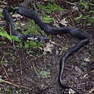 Black Snake on the AT in Pennsylvania