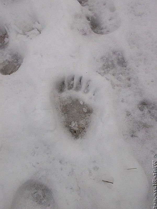 Black Bear Footprint in the Snow Monday, February 25, 2013