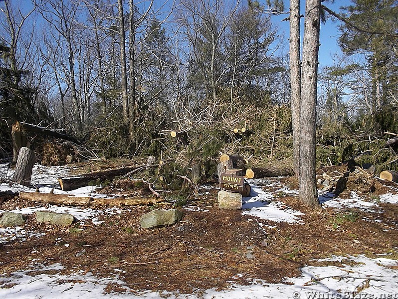 Fallen Pine Trees Atop Summit of Mount Minsi (1,461 feet) in Pennsylvania