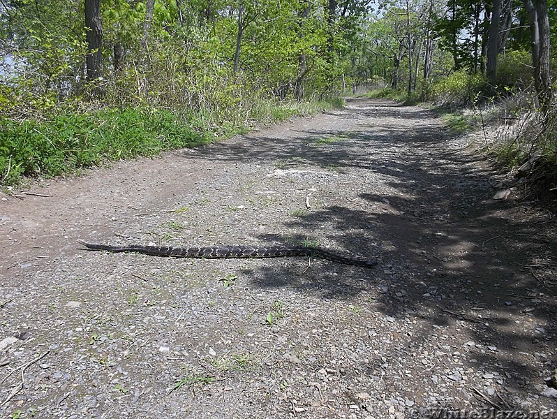 Timber Rattlesnake on Old AT Route Atop Blue Mountain Near Lehigh Gap in Pennsylvania