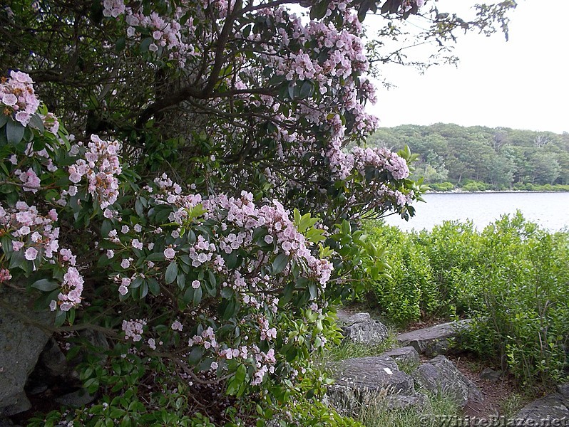 Mountain Laurel Along the AT at Sunfish Pond in New Jersey