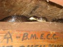 Black Rat Snake At Bakeoven Knob Shelter by MJN in Trail & Blazes in Maryland & Pennsylvania