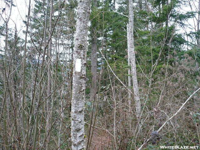 Pacific Northwest Trail White Blaze On Red Alder In Washington