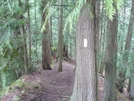 Pacific Northwest Trail White Blaze On Red Cedar In Washington by hikingjer in Other Trails