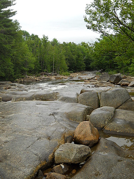 New Hampshire Whites