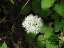 Spring Wildflowers