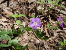 Spring Wildflowers by Squinty in Flowers