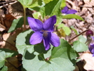 Spring Wildflowers by Squinty in Flowers