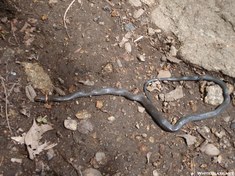 Ring Neck Snake