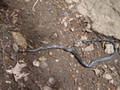 Ring Neck Snake