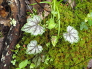 Spring Wildflowers