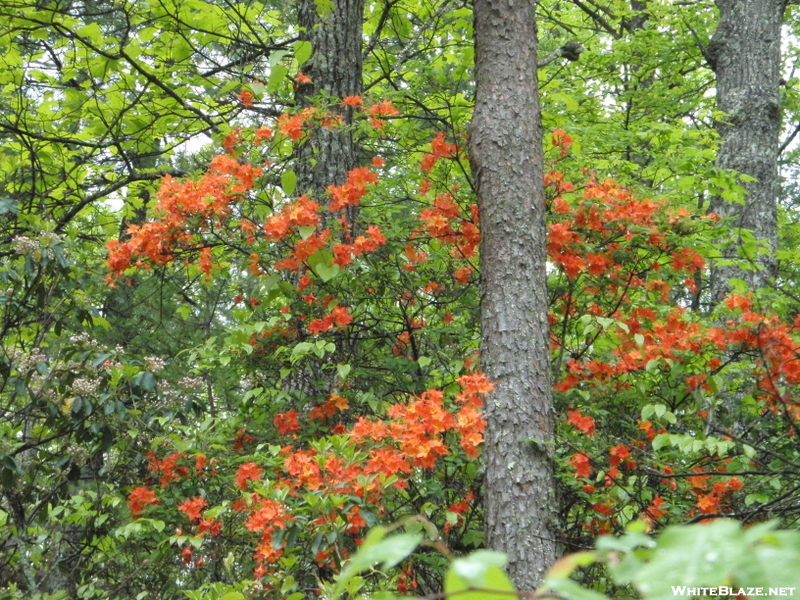 Spring Wildflowers