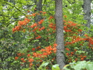 Spring Wildflowers