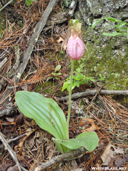 Spring Wildflowers